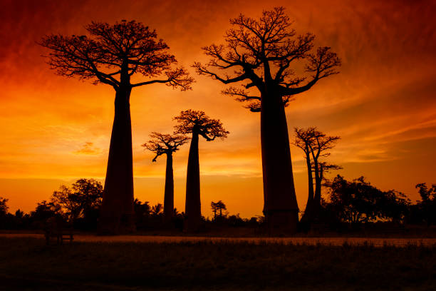 zachód słońca przy słynnej alei baobab (aleja) na madagaskarze - african baobab zdjęcia i obrazy z banku zdjęć