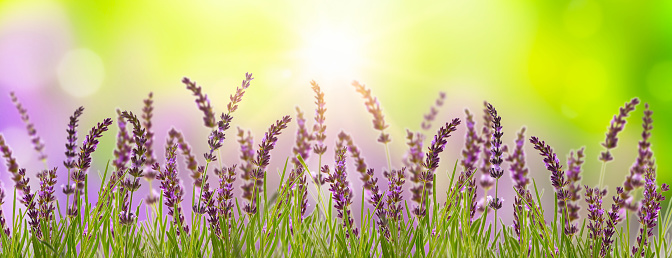 sunshine in the lavender meadow