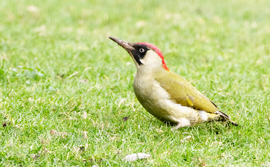 Green Woodpecker on grassy bank eating