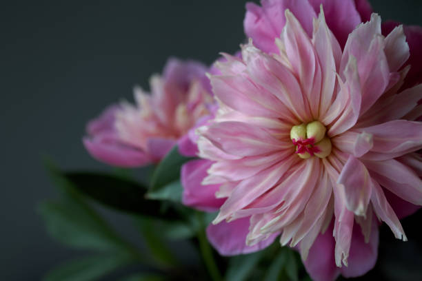 istock beautiful pink peony in full bloom 1156131079