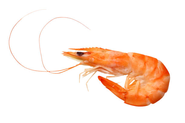 istock one shrimp isolated on a white background. top view 1156131113