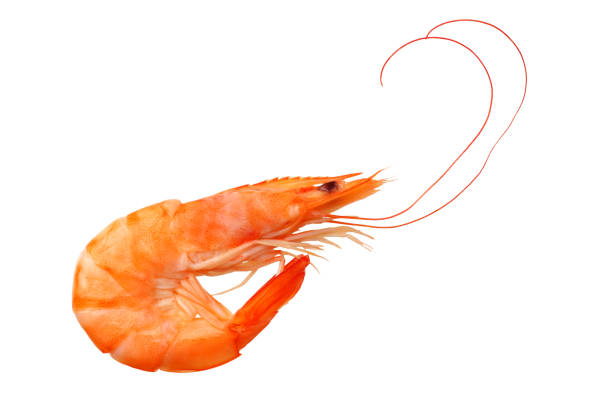 istock one shrimp isolated on a white background. top view 1156131132