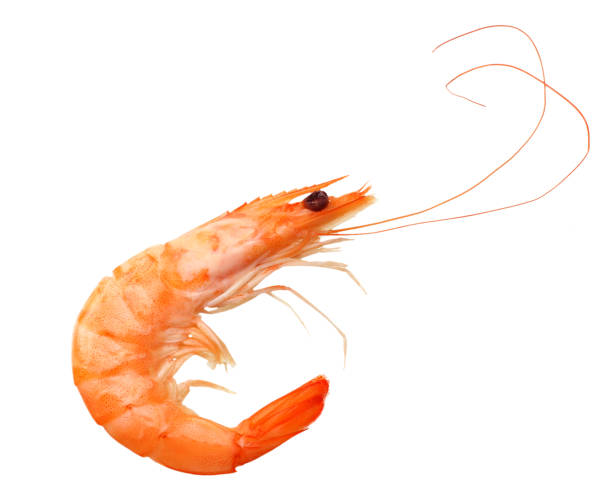 istock one shrimp isolated on a white background. top view 1156131159
