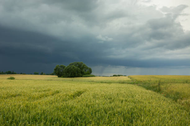 istock Cloudy dark sky and rain over trees in a field of grain 1156131188