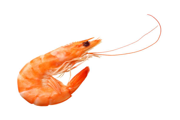 istock one shrimp isolated on a white background. top view 1156131192
