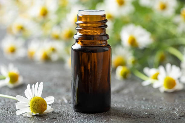 una botella de aceite esencial con flores frescas de manzanilla alemana - german chamomile chamomile plant smelling flower fotografías e imágenes de stock