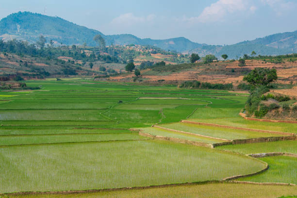 istock Green fields of rice in Madagascar 1156132241