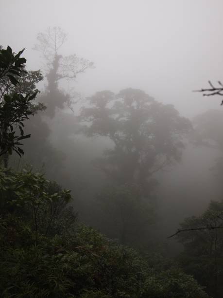 istock Braulio Carillo National Park mist on trees 1156132293