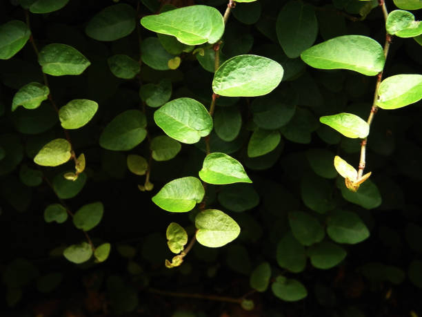 istock Green leaves of backlight on the forest background 1156134710