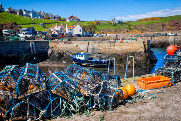 istock Lobster pots in a Scottish harbour St. Abbs, Scotland, UK 1156135779
