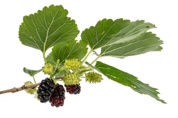 Photo of Mulberries in different maturity levels hang on the branches
