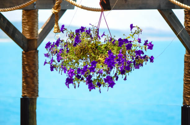Morning Glories