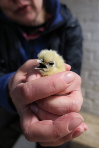 istock Woman holding a newborn chick in her hands 1156138213