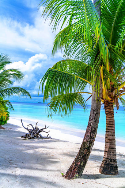 istock Beautiful Palm Trees and Tropical Beach 1156139555