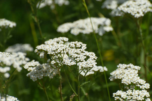 istock Yarrow - Achillea millefolium or white yarrow 1156140339