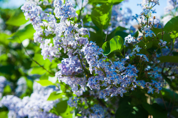 istock Spring branch of blossoming lilac 1156140373