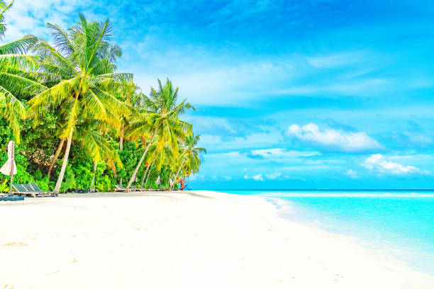 istock Beautiful Palm Trees and Tropical Beach 1156140394