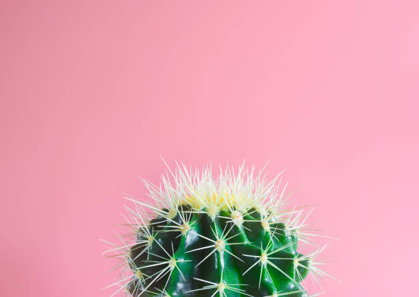 minimalist photograph of a piece of green cactus with spikes on pink fuchsia background minimalist photograph of a piece of green cactus with spikes on pink fuchsia background fuchsia flower photos stock pictures, royalty-free photos & images