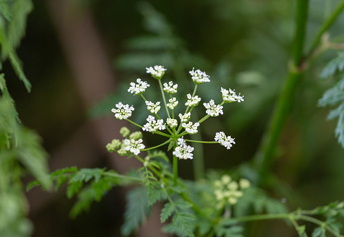 Wild Poison Hemlock plant with spotted stalk, poisionous and toxic weed