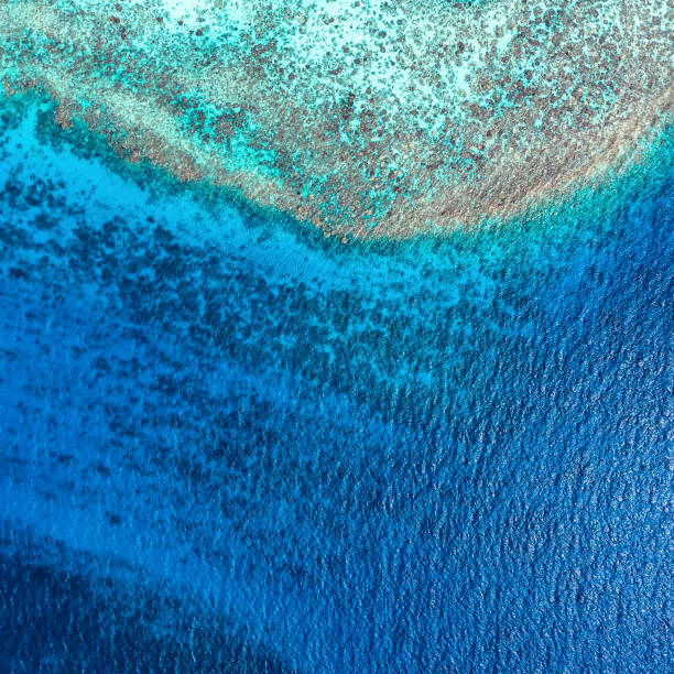istock Aerial View Coral Reef 1156141337