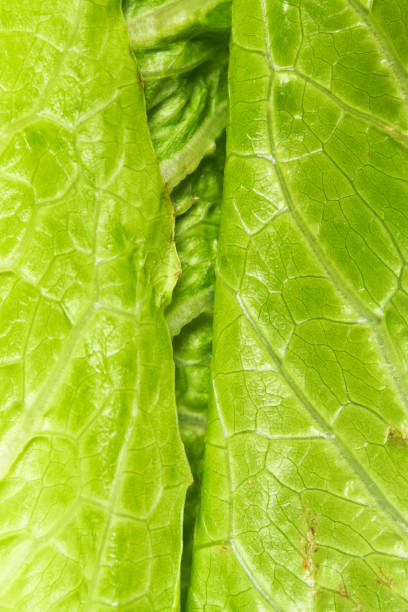 istock Romaine Lettuce Hearts 1156141643