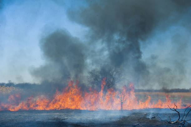 istock Fire, strong smoke. Burning reed in the swamp. Natural disaster 1156142314
