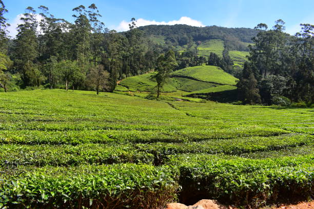 istock Meghamalai High Wavy Mountains - The Hidden Paradise 1156142354