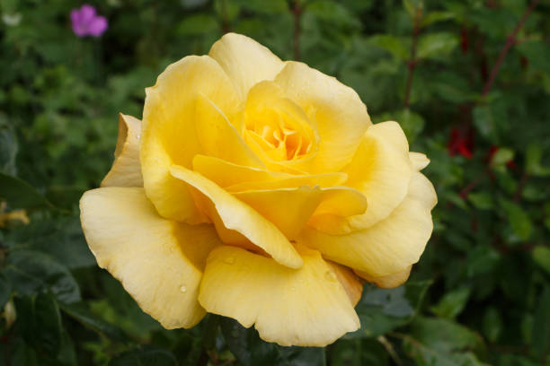 istock Yellow rose in a garden 1156142367