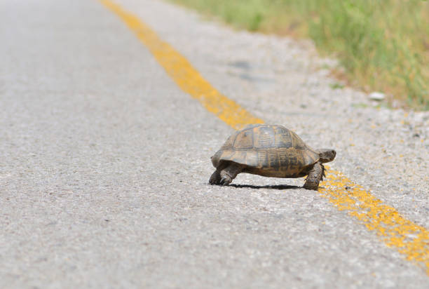 istock Wild turtle crosses the asphalt roadway 1156142395
