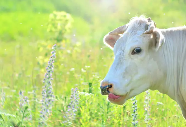 Photo of Portrait of a cow showing tongue, copy space