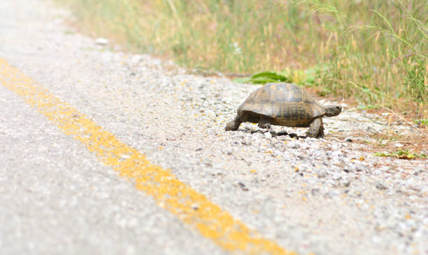 istock Wild turtle crosses the asphalt road 1156142647