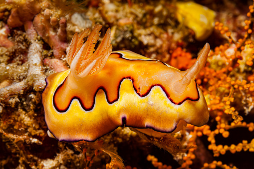 The dorid nudibranch Goniobranchus coi (former Chromodoris coi) occurs in the tropical Western Pacific. This specimen might be 4cm long. Kri Island, Raja Ampat, West Papua, Indonesia, 0°33'18\