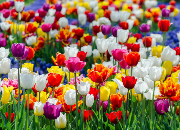 istock large blooming flower bed with multicolored  hybrid tulips 1156144862