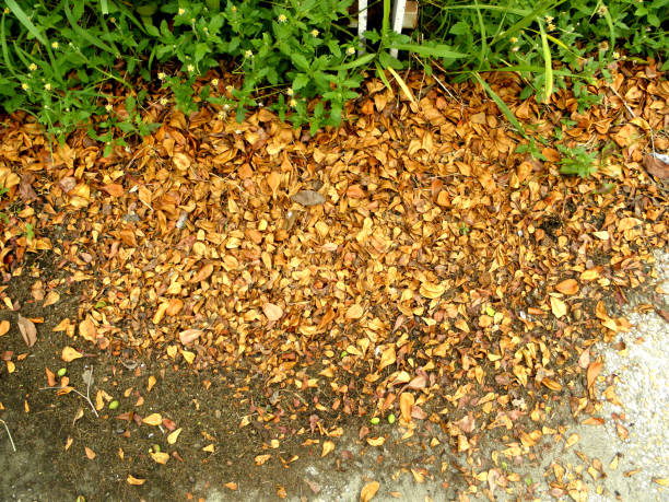 istock background texture of yellow leaves autumn leaf background 1156144942