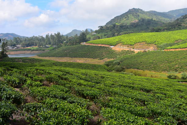 istock Meghamalai High Wavy Mountains - The Hidden Paradise 1156145009