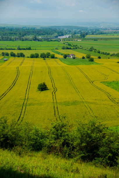 istock Traces in the wheat field 1156145544