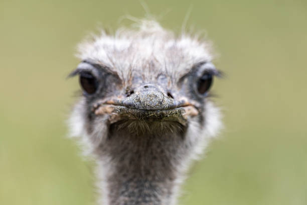 Portrait of a ostrich. Focus on a peak.
