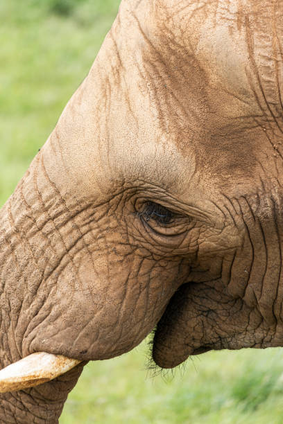 istock Close up of a elephanh head in Africa 1156145992