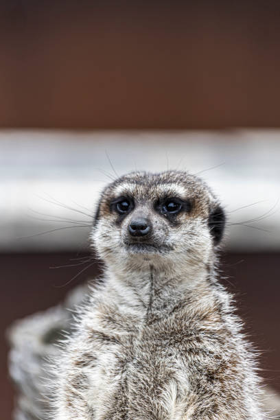istock Portrait of a meerkat resting and watching 1156145995