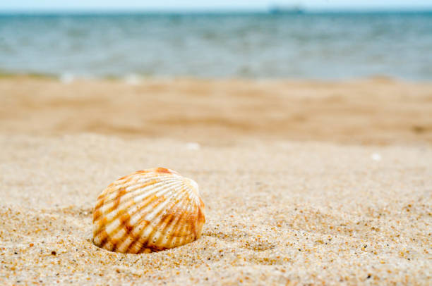 istock bright striped sea shell in quartz sand against the blue water a 1156146903