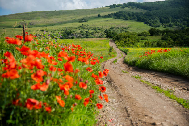 istock poppies flowers 1156147365