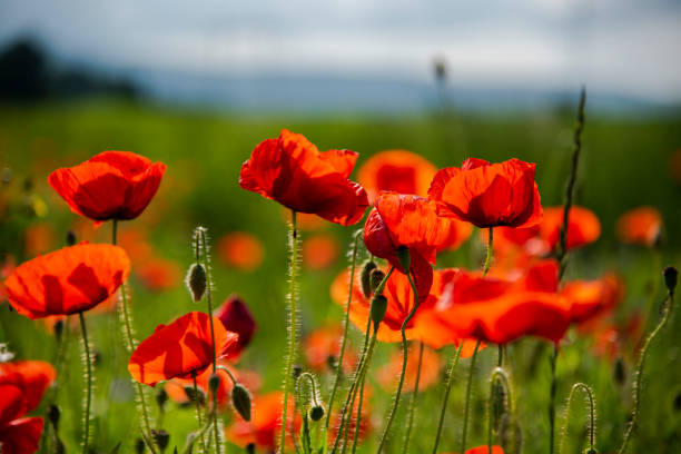 istock poppies flowers 1156147922