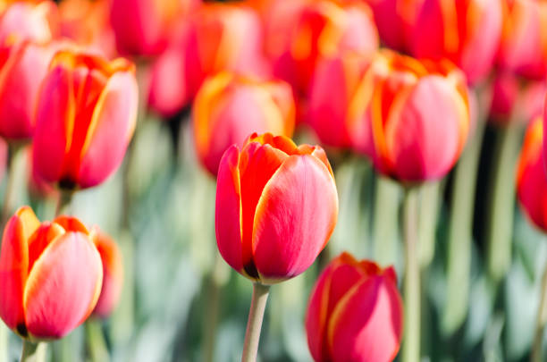 istock big flower bed with tulips close up 1156149055