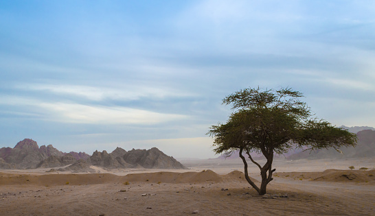 one green tree in the desert of egypt against the backdrop of mountains and blue sky
