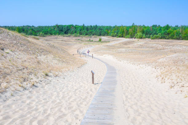 Sand dunes of the Curonian spit also known as dunas de arena del escupitajo cursi también conocido como