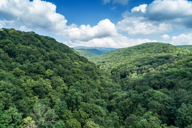istock Mountains covered with green forest and river. Carpathians. View from above. 1156154346