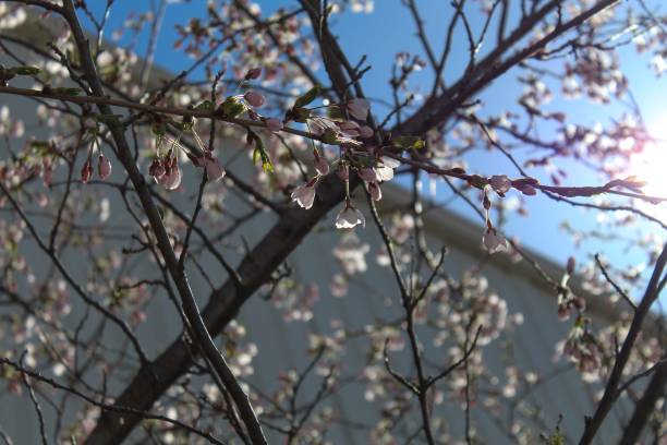flores de cereja de brotamento - 3141 - fotografias e filmes do acervo