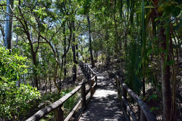 istock Forest Way at Noosa Heads National Park 1156155777