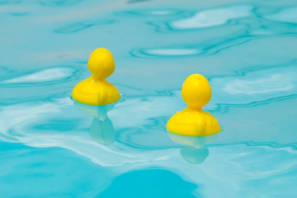 istock Two Toy Ducks Floating in a Pool 1156155823