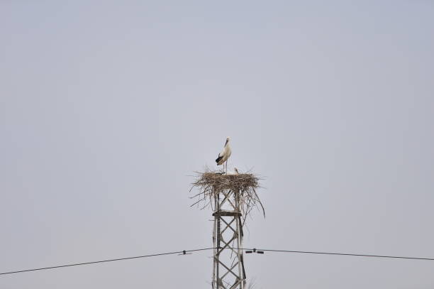 istock White stork in the natural environment 1156155836